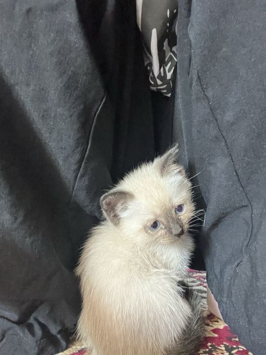 Сиамская кошка девочка