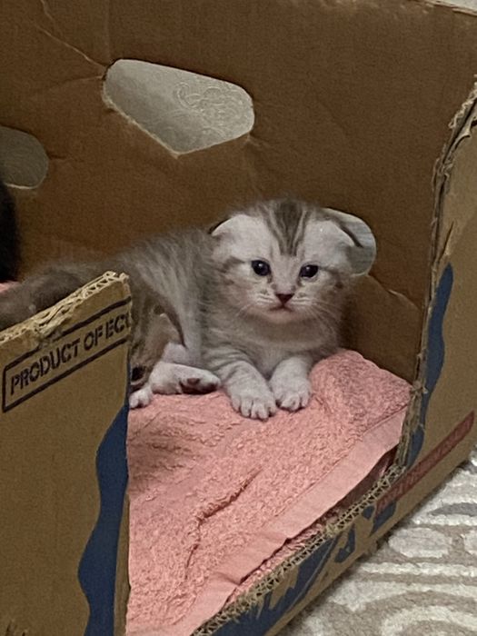 вислоухая кошка / котенок