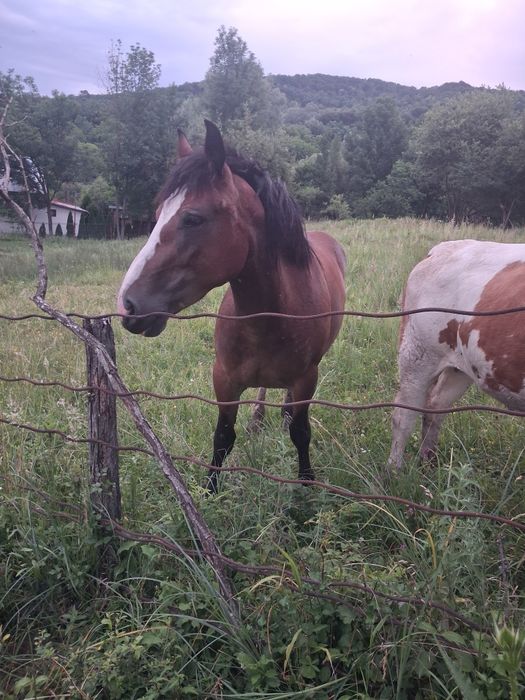 Iapă de 2 ani . Semigrea