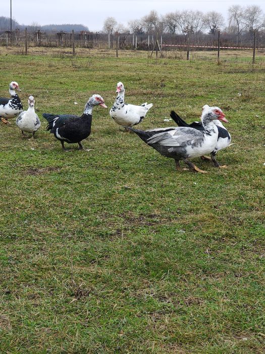 Gaste Toulouse și rate mute