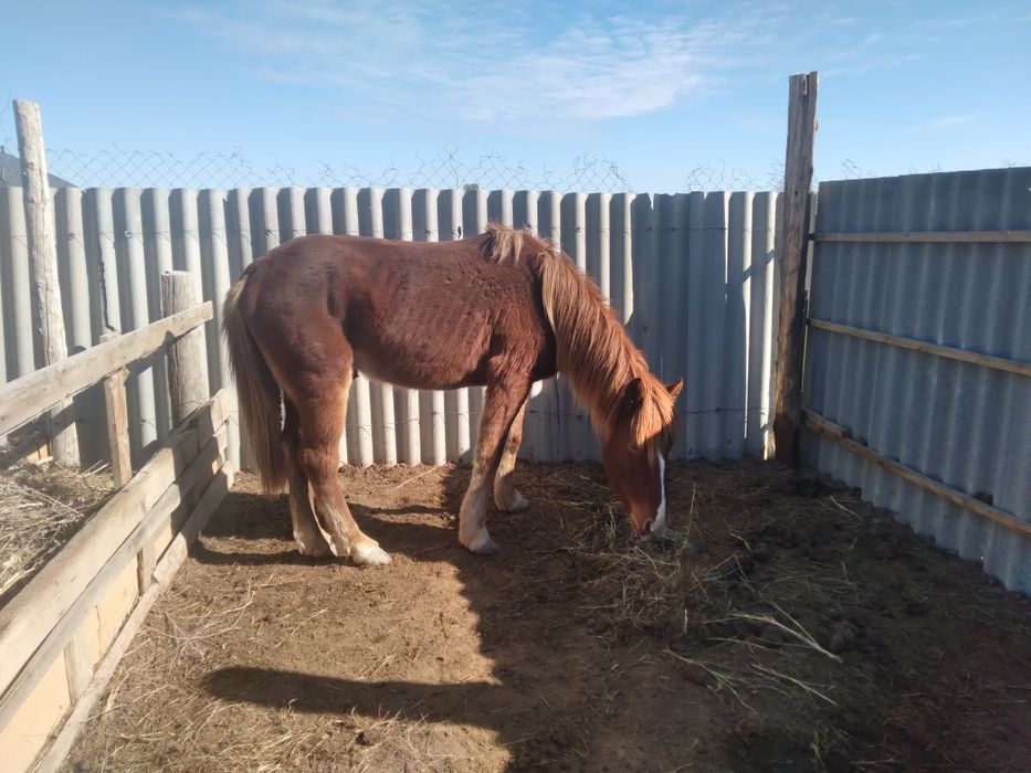 Мінгі аиғыр сатылады