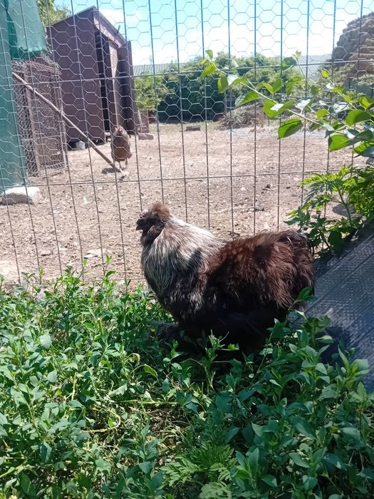 Cocoși de matase japoneză (silkie)de vanzare.