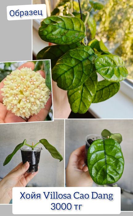 Хойя комнатные цветы