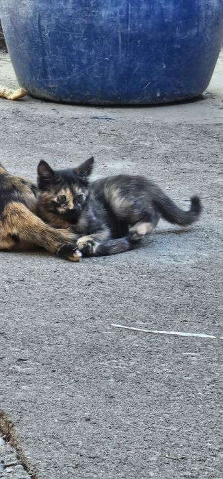 Котята в хорошие, добрые руки