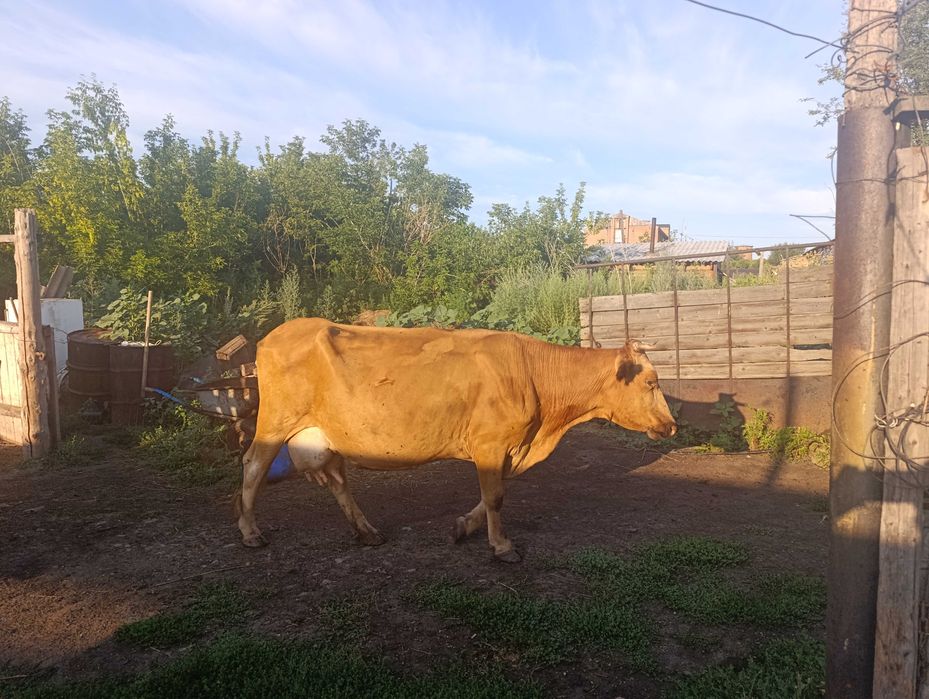 Продам коров,  телят,  бычка