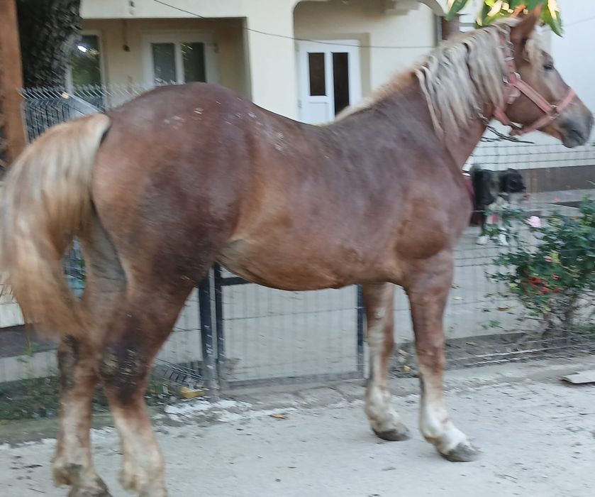 Mânză de vânzare