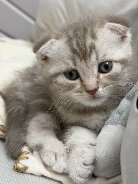 Вислоухий скоттиш фолд на вязку