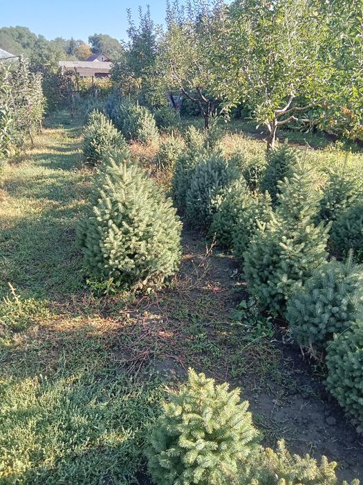 Ёлки таньшаньские 1,2-1,5м