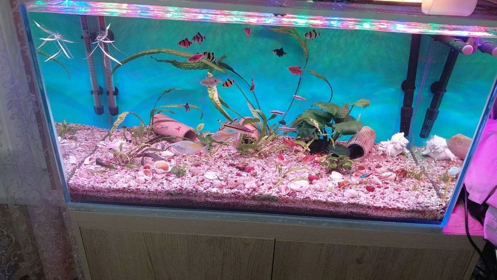 Akvarium  sotiladi