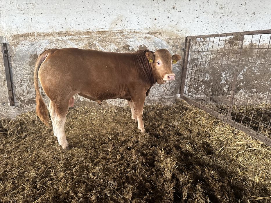 Tauras Limousin cu pedigree