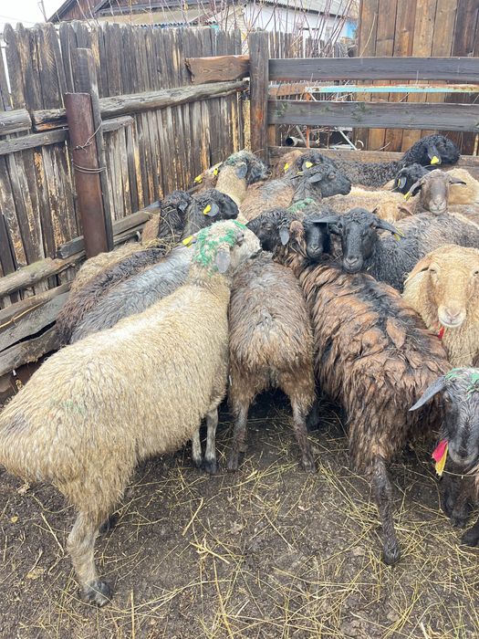 Продам 20 баранов