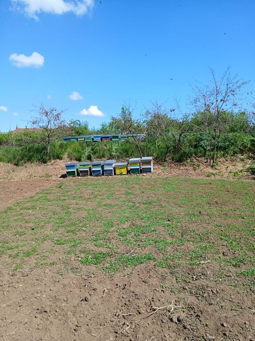 De vânzare 50 de familii de albine,de la 7 la 10 rame cu albină.