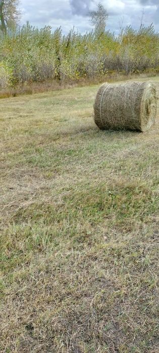 Продам сено.Шоп сатылады.