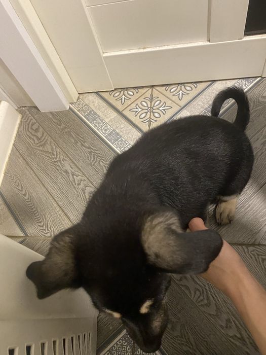 Отдам щенка с добрые руки( кобель)