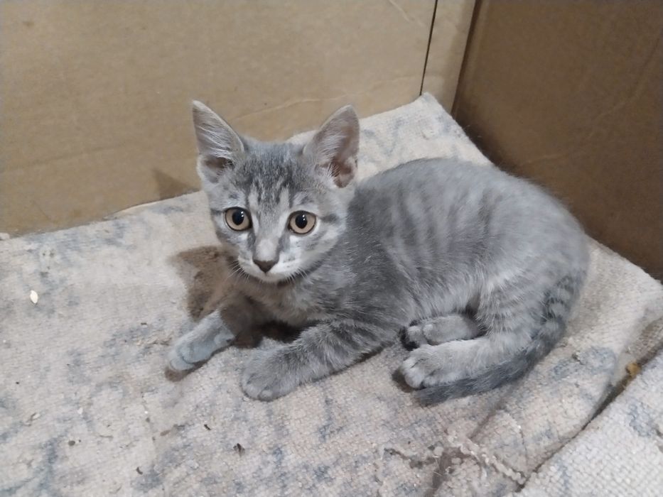 Котенок девочка 2,5 месяца
