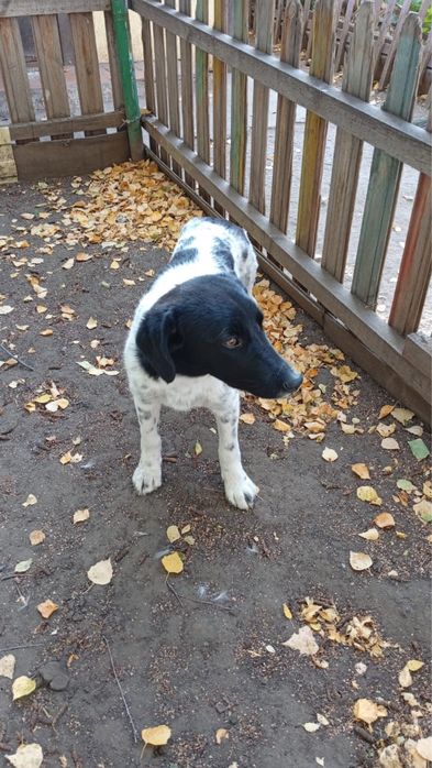 Пристраивается замечательная девочка — Чапа!