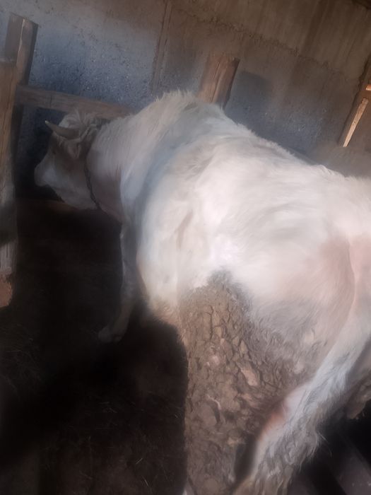 Бычки на откорме