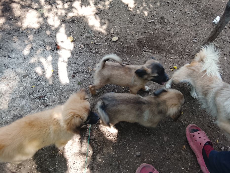 Donez      căței