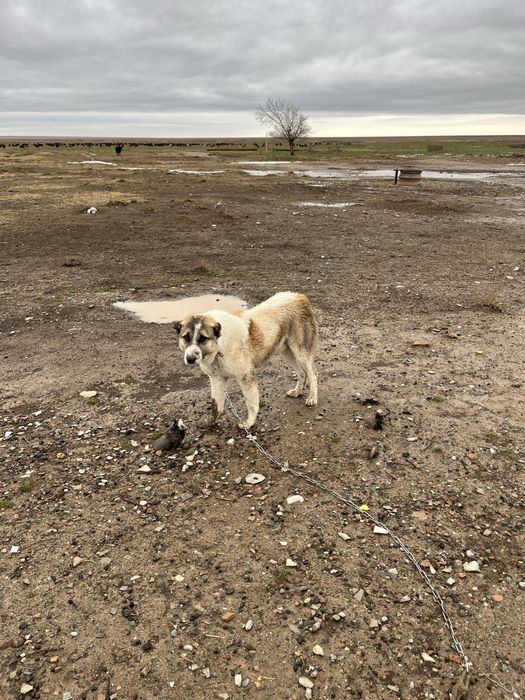 Төбет ит тобет сатылады