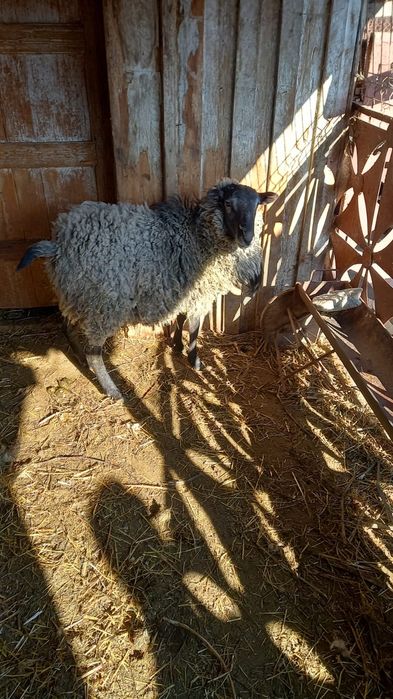 Vând sau schimb berbec romanov