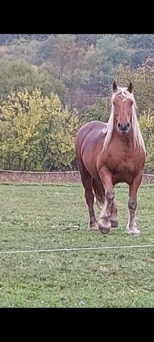 Vând mânz semigreu