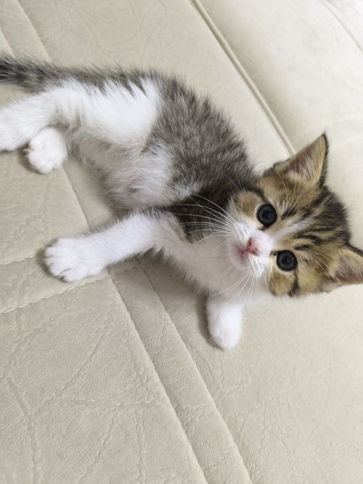 Продается : Мальчик Скоттиш Страйт