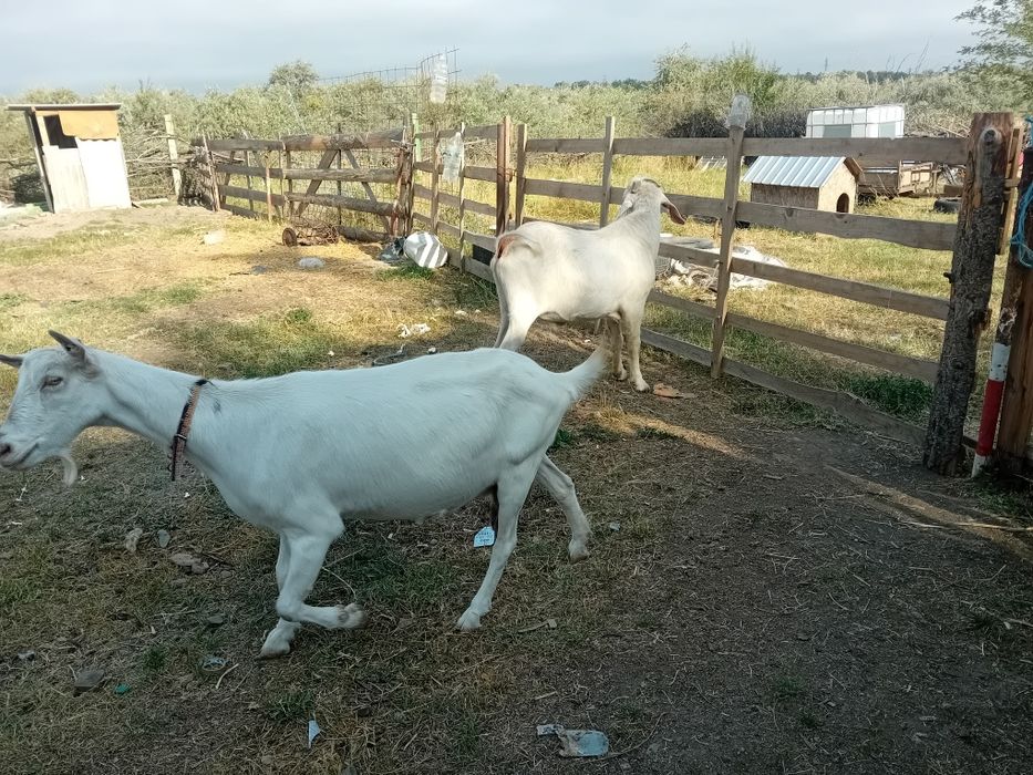 Vând țap bun de  montă