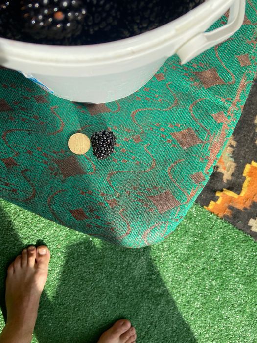 Vând mure de cultura