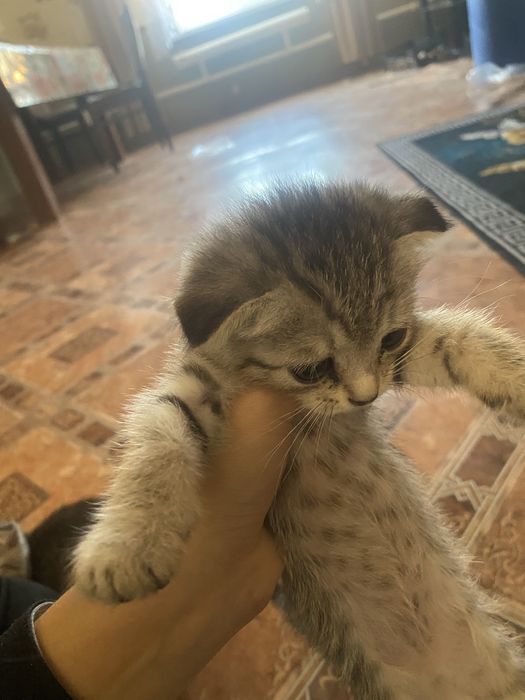 котята домашние