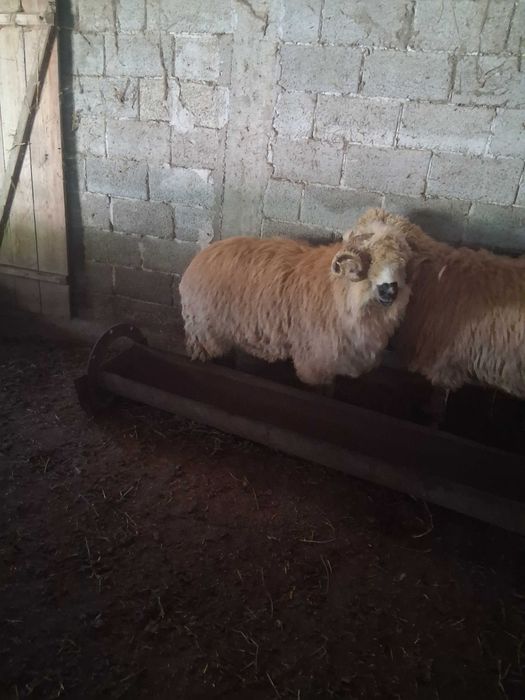 Berbeci de vânzare sau schimb cu alții berbeci
