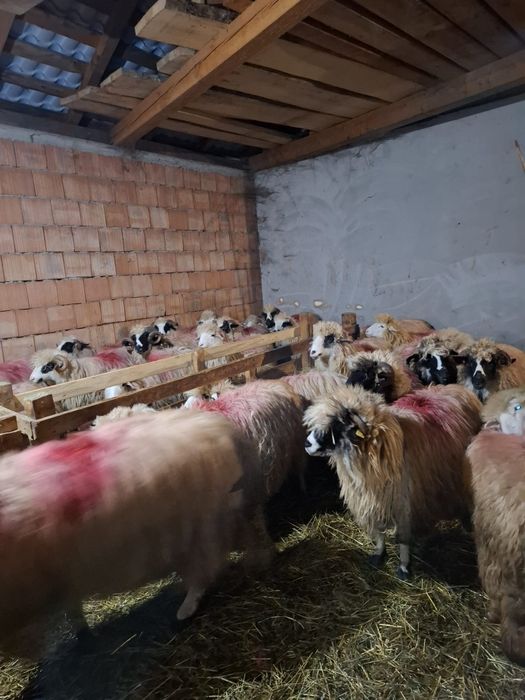 Oi tinere de vânzare