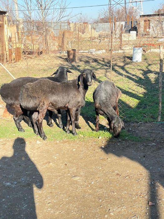 Гиссар козы кошкарлар