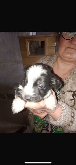 Щенята Спаниеля Дарю!