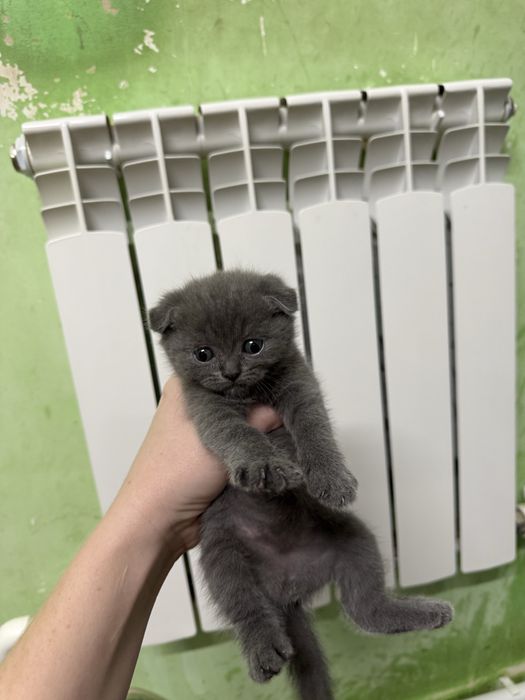 Продаю чистокровных котят скоттиш фолд и скоттиш страйт
