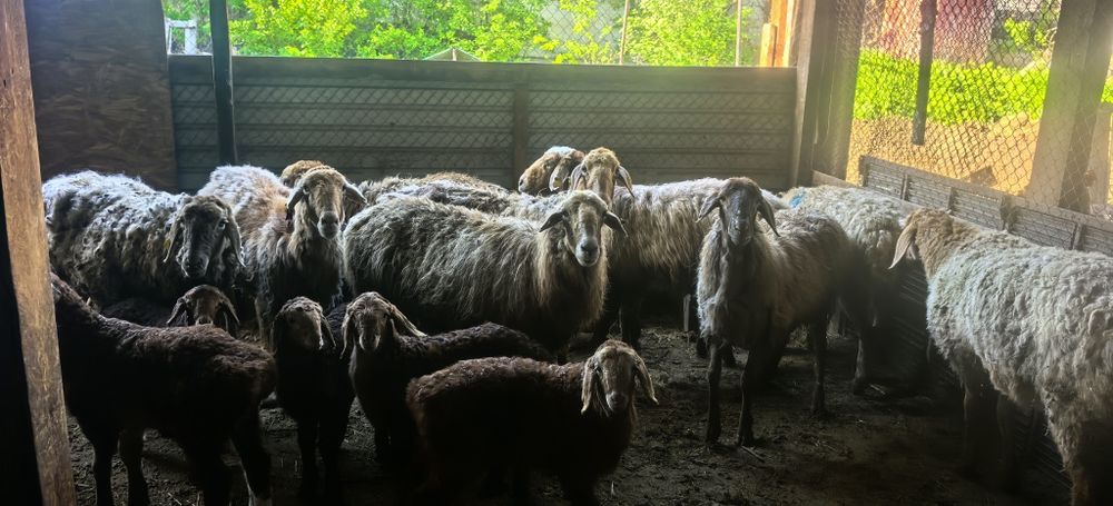 Сатылатын қозылы қойлар бар