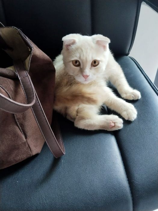Котенок скоттиш фолд хромой