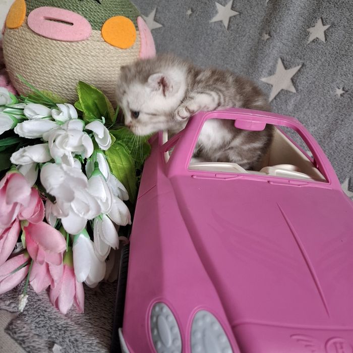 Британские котята