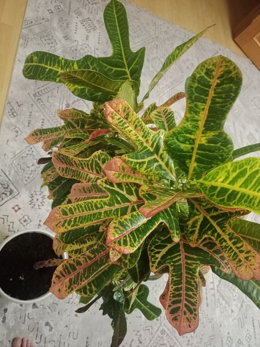 Кротон комнатный цветок