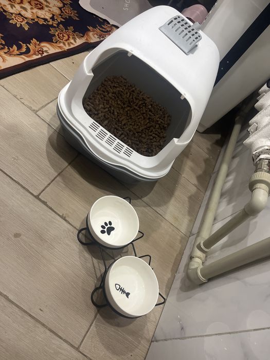 Шотландский кот