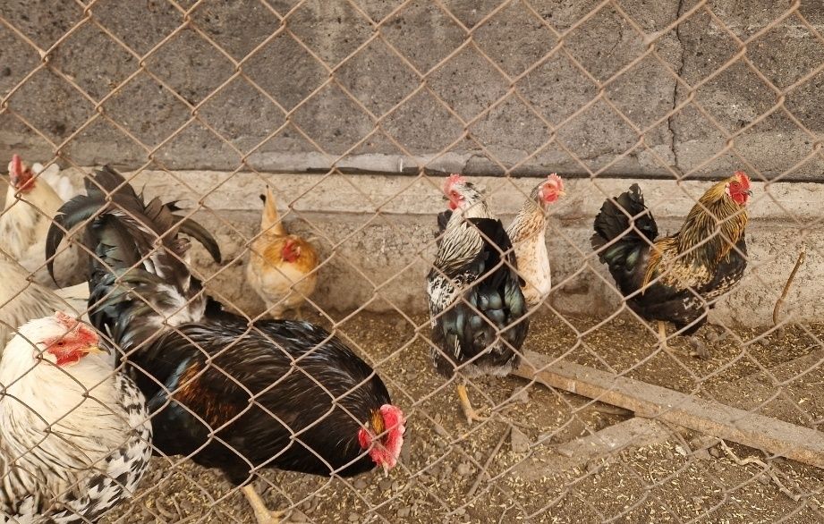 Возвраст 1 год молодки