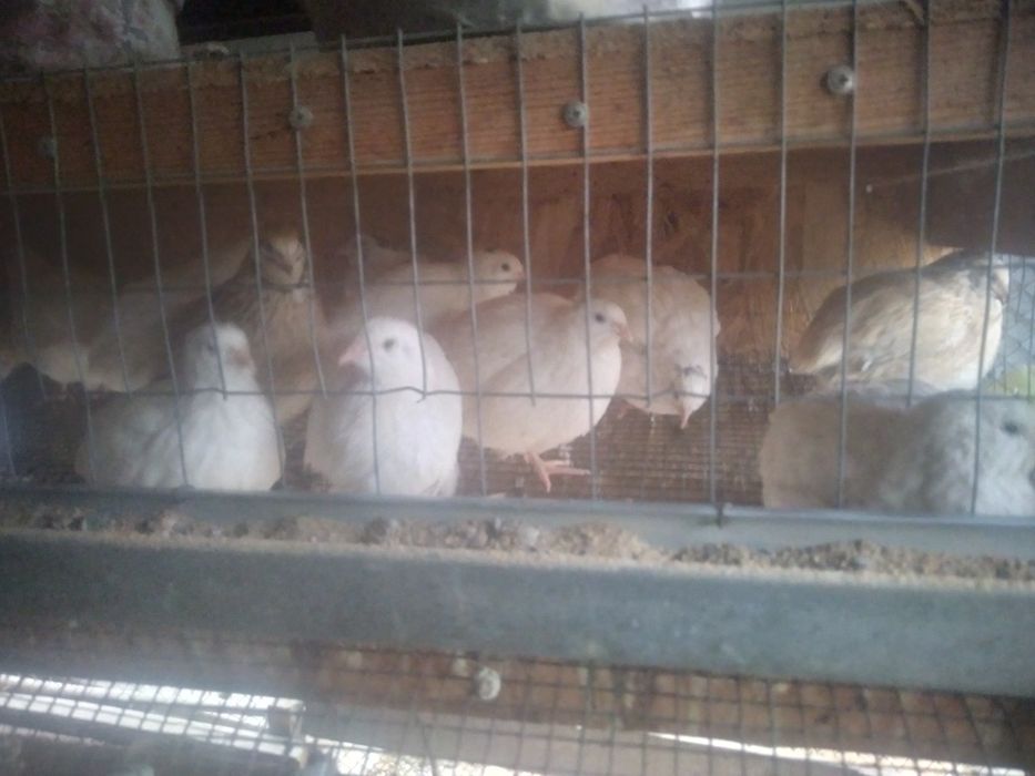 Бодене сатылады жашигимен