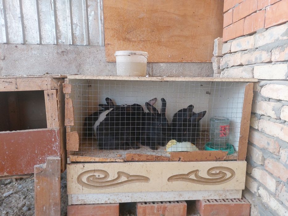 Кояандар сатылады