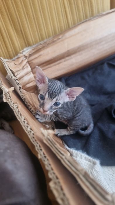 Котята сфинкс ,девочка и мальчик