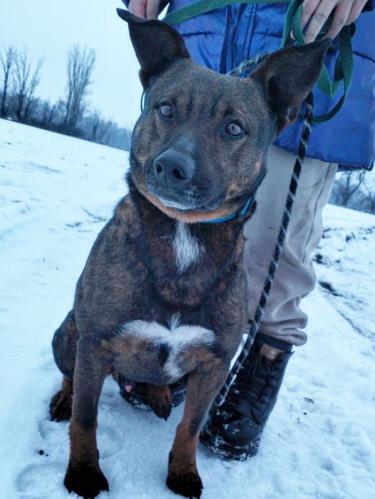 Стаффордширский бультерьер ищет дом. Мальчик.