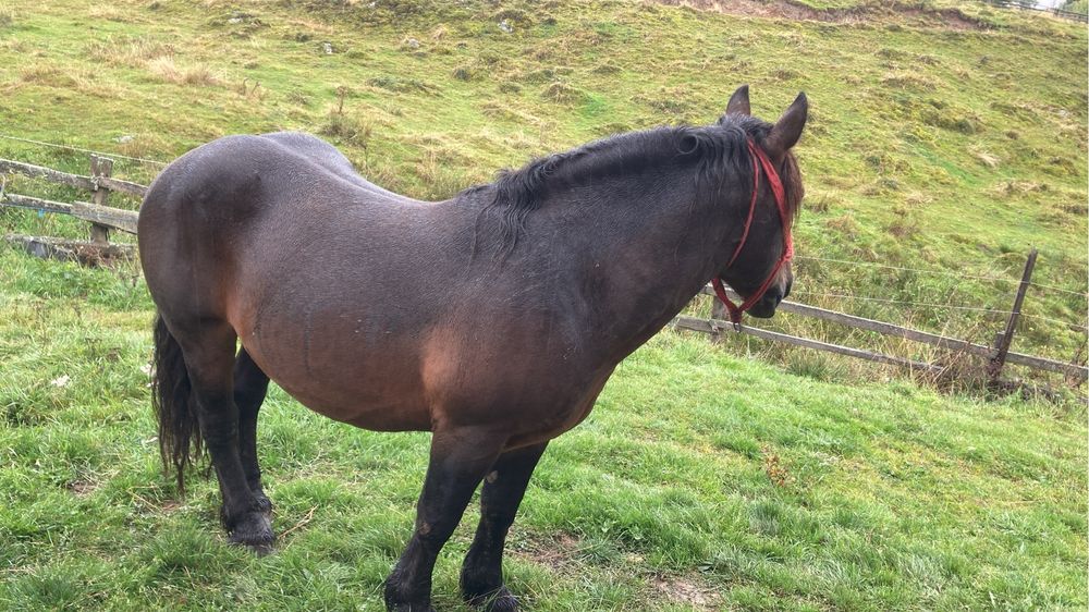 Vând armăsar murg sau schimb cu o iepușoară murgă