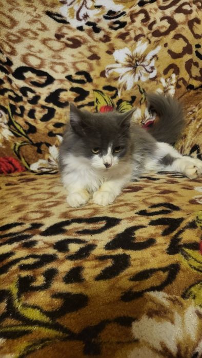 Отдам котят в добрые руки