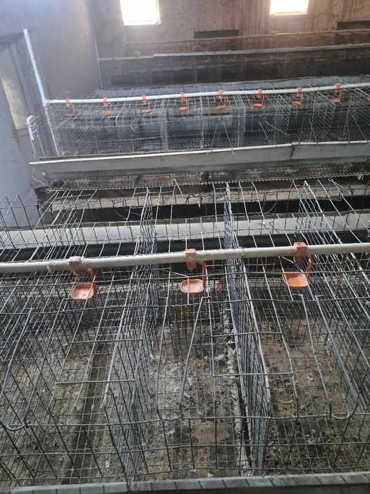 Toviq setka 4500 tovuqliq bo'lipam satavaraman