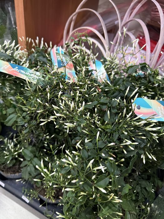 Цветы на 8 марта