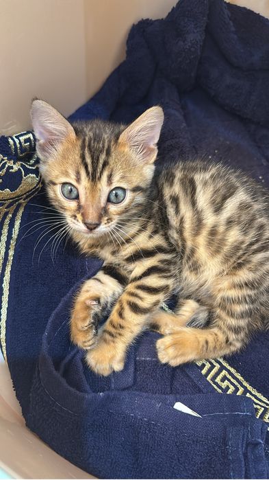 Продаю бенгальскую кошечку