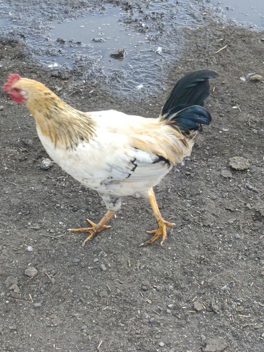 Продается куры молодки и петушки молодые